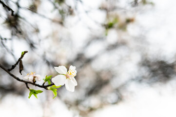 A branch with an almond blossom, announcing the change of season, spring, allergies