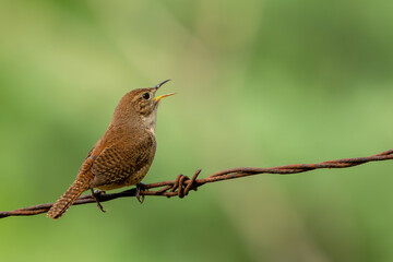 House Wren Perched on Barbed Wire
