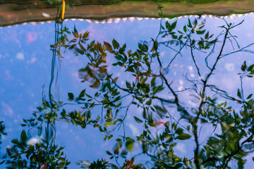 枝葉のリフレクション