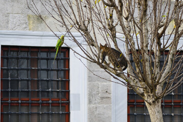 Cat and  parrot in Istanbul Turkey - 738109427