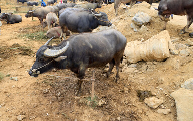 Water buffalo for sale at Coc Ly market, Vietnam