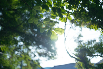 逆光と葉
