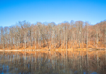 Deciduous forest without leaves mirrored in the water. Trees reflected in the lake