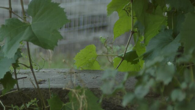 Kity sitting under the bush. High quality 4k footage