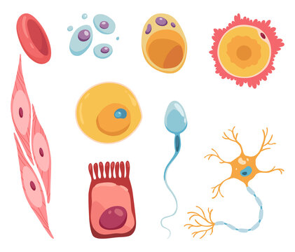 Different human cell types icon set. Medicine and biology illustrative symbol. Health, anatomy and science. Biology isolated on white background