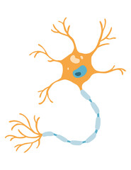 Human cell type icon. Medicine and biology illustrative symbol. Health, anatomy and science. Biology isolated on white background