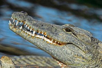 Crocodile du nil; Crocodylus niloticus, Afrique