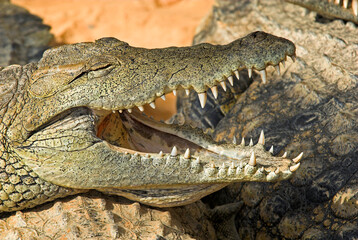 Crocodile du nil; Crocodylus niloticus, Afrique