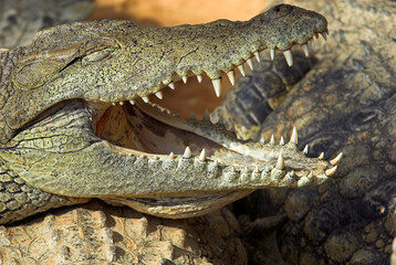 Obraz premium Crocodile du nil; Crocodylus niloticus, Afrique