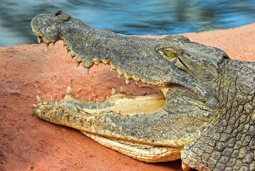 Obraz premium Crocodile du nil; Crocodylus niloticus, Afrique