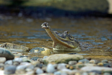 Gavial; gavialis gangeticus; Inde