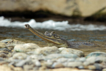 Gavial; gavialis gangeticus; Inde