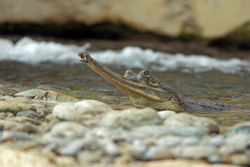 Gavial; gavialis gangeticus; Inde