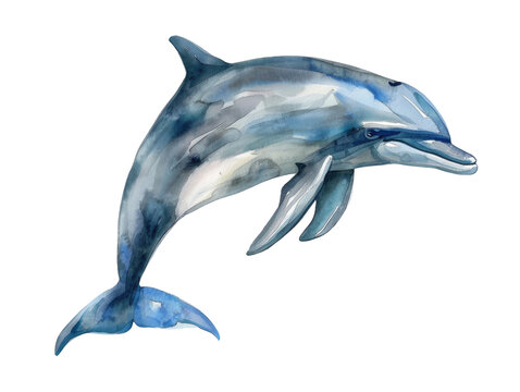Dolphin Watercolor