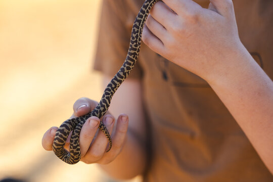 Close up of child's hands holding pet Children's Python snake