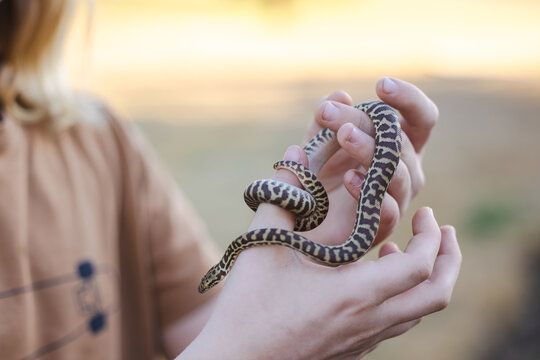 Close up of child's hands holding pet Children's Python snake