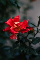 Blossoming bud of beautiful delicate flower in the garden. Dark green background. Blooming red orange rose in the garden