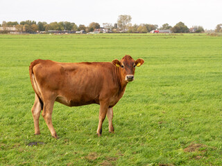 Naklejka na ściany i meble Jersey cow in pasture looking at camera, Friesland, Netherlands