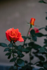 Coral color roses with dark green emerald leaves. Gray background. Growing flowers in the garden, caring for plants