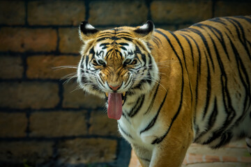 tiger in zoo