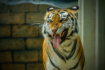 tiger in the zoo