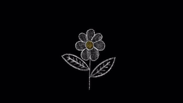 Hand drawn animated doodle of a daisy flower. Video clip with alpha channel.