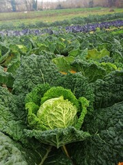 Campagna coltivazione verdura biologica verza