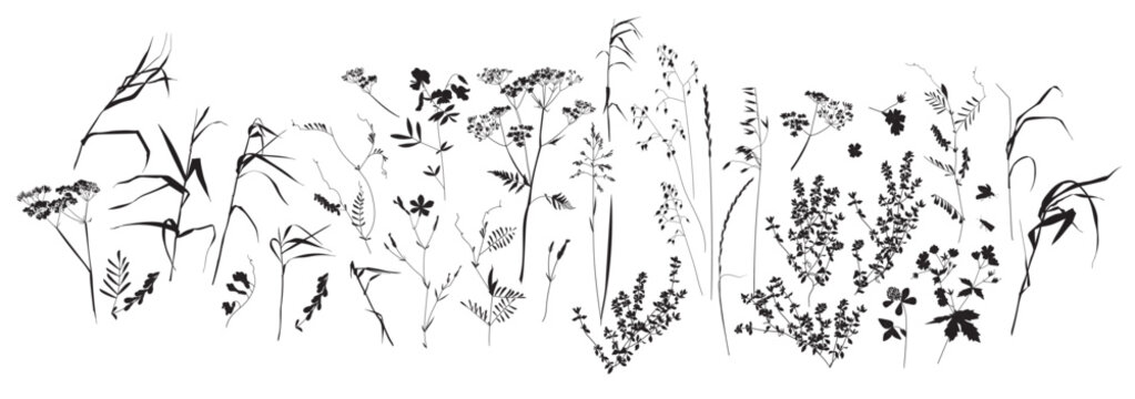 Field flowers and grasses, line drawing. Vector illustration	