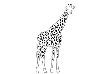 giraffe silhouette vector white animal