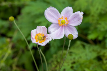 Fototapeta premium marmalade hoverfly collecting pollen from pretty pink flower of japenese anemone eriocapitella japonica