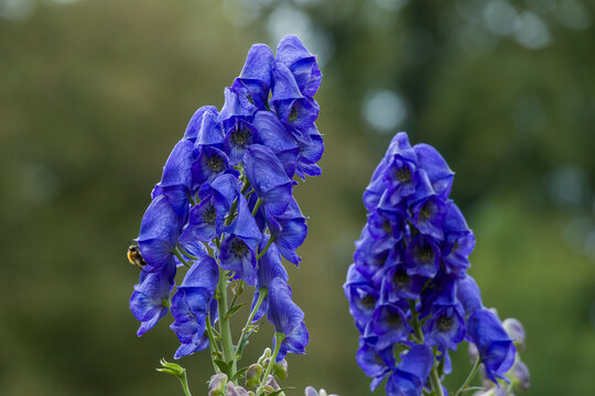 bumblebee collecting pollen from bright blue flowers of aconite aconitum