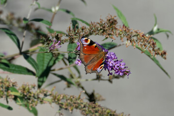 European peacock butterfly (Aglais io) perched on summer lilac in Zurich, Switzerland