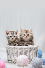 Cute purebred tabby kittens in a wicker basket with balls of yarn on a white carpet in a light interior. Banner with a place for writing, a blank for an advertising layout. - 738135671