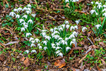 A view of groups of snowdrops in the village of Lamport, Northamptonshire, UK on a winter's day