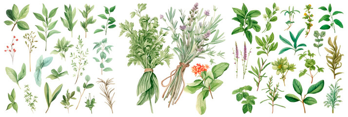 Set of watercolor herbs, isolated on transparent background