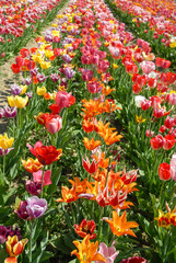 Fototapeta premium Tulpenbeet