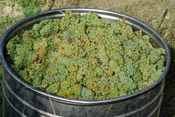 Abgeerntete Weintrauben in einem Metallbehälter