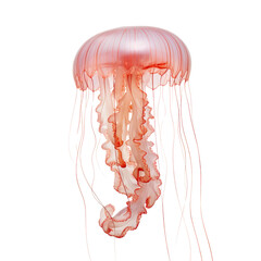 Real Jellyfish isolated on transparent or white background