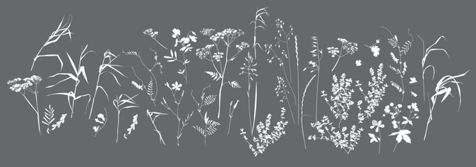 Field flowers and grasses, line drawing. Vector illustration	