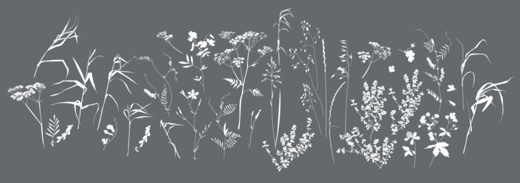 Field flowers and grasses, line drawing. Vector illustration	
