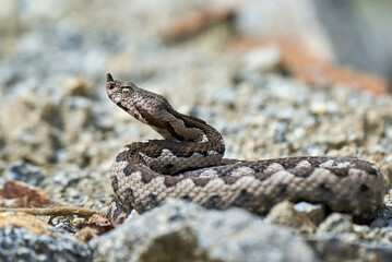 Nose-Horned Viper male preparing to strike (Vipera ammodytes)
