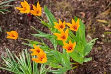 Fototapeten Yearly blooms Tulipa praestans Hoog sort Shogun. yellow and orange tulips, spring background © Anna
