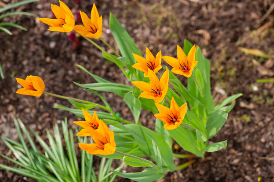 Yearly blooms Tulipa praestans Hoog sort Shogun. yellow and orange tulips, spring background