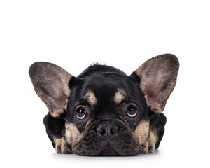 Cute black with brown french Bulldog dog puppy, laying head down facing front. Looking up and above camera camera. Isolated on a white background.