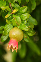 pomegrenate on tree