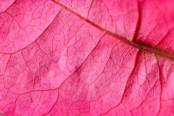 macro image of the leaf veins of a pink bougainvillea flower