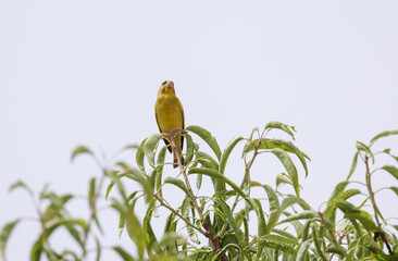 a yellow canary bird in a tree