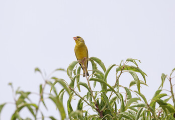 a yellow canary bird in a tree