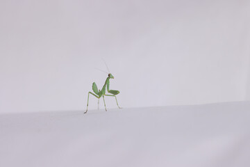 a young praying mantison white background (it was a pillow of an outdoor daybed)