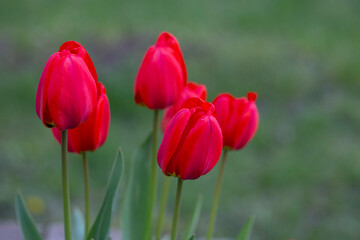 Red tulips background. Flower bud in spring in the sunlight. Flowerbed with flowers. Tulip close-up. Red flower